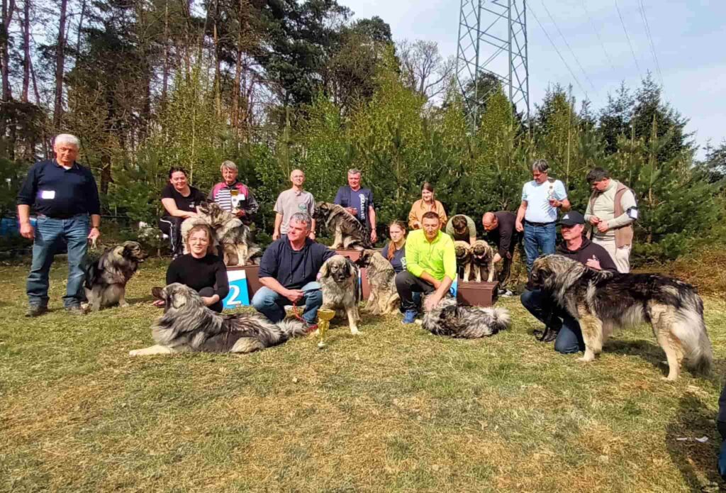 specialna razstava za kraške ovčarje